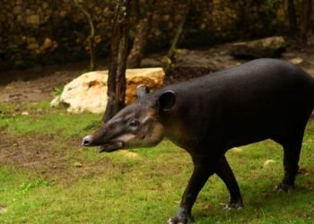 Tapir centroamericano en bosque tropical de Costa Rica, donde la conservación del tapir permite recuperar especies vegetales
