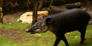 Tapir centroamericano en bosque tropical de Costa Rica, donde la conservación del tapir permite recuperar especies vegetales