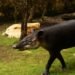 Tapir centroamericano en bosque tropical de Costa Rica, donde la conservación del tapir permite recuperar especies vegetales