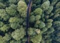 Vista aérea de dosel de bosque tropical, escenario típico de proyectos de créditos de biodiversidad.