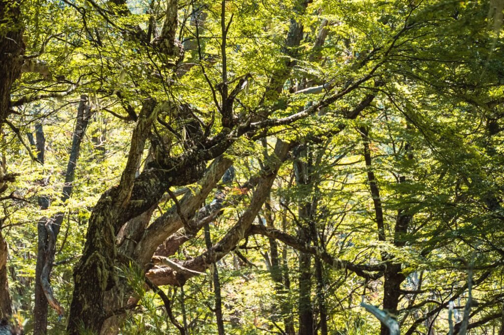 Comunidad indígena reunida en asamblea en territorio forestal, representando la gobernanza territorial de pueblos originarios