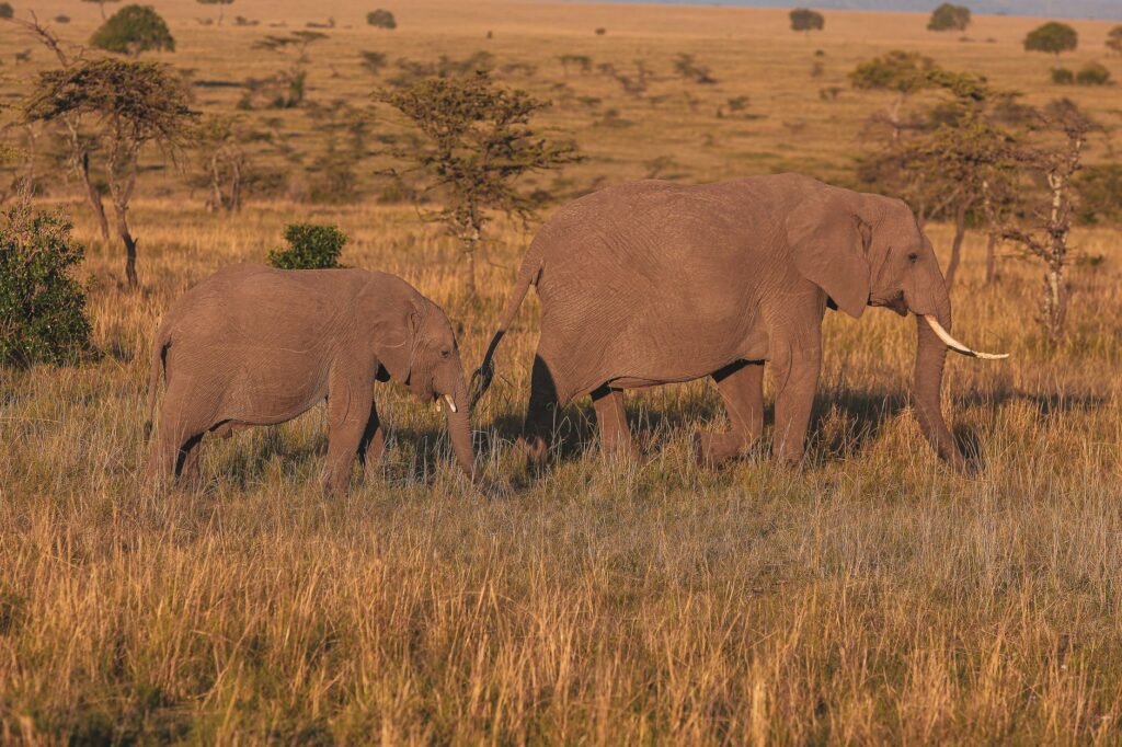 Elefantes africanos en la sabana del parque nacional de Amboseli, Kenia, donde se realizó el estudio sobre comunicación vocal