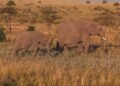 Elefantes africanos en la sabana del parque nacional de Amboseli, Kenia, donde se realizó el estudio sobre comunicación vocal