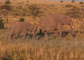Elefantes africanos en la sabana del parque nacional de Amboseli, Kenia, donde se realizó el estudio sobre comunicación vocal