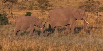 Elefantes africanos en la sabana del parque nacional de Amboseli, Kenia, donde se realizó el estudio sobre comunicación vocal