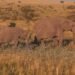 Elefantes africanos en la sabana del parque nacional de Amboseli, Kenia, donde se realizó el estudio sobre comunicación vocal