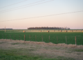 Paisaje de campo productivo en Argentina, donde rigen nuevamente los límites a la compra de tierras por extranjeros.