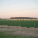 Paisaje de campo productivo en Argentina, donde rigen nuevamente los límites a la compra de tierras por extranjeros.