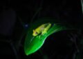 Rana venenosa diminuta sobre vegetación de bosque tropical andino en Ecuador.