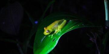 Rana venenosa diminuta sobre vegetación de bosque tropical andino en Ecuador.