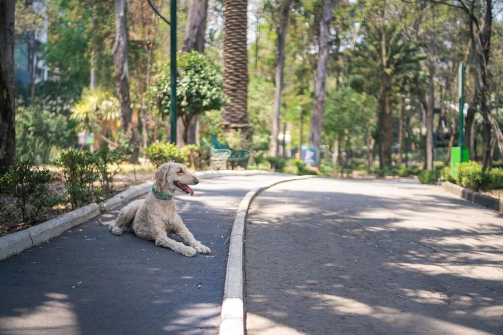 Perros y gatos con sus dueños en un espacio público de Buenos Aires