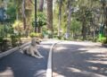 Perros y gatos con sus dueños en un espacio público de Buenos Aires