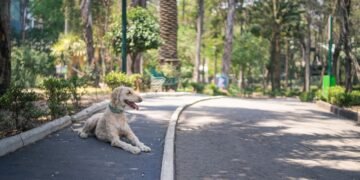 Perros y gatos con sus dueños en un espacio público de Buenos Aires