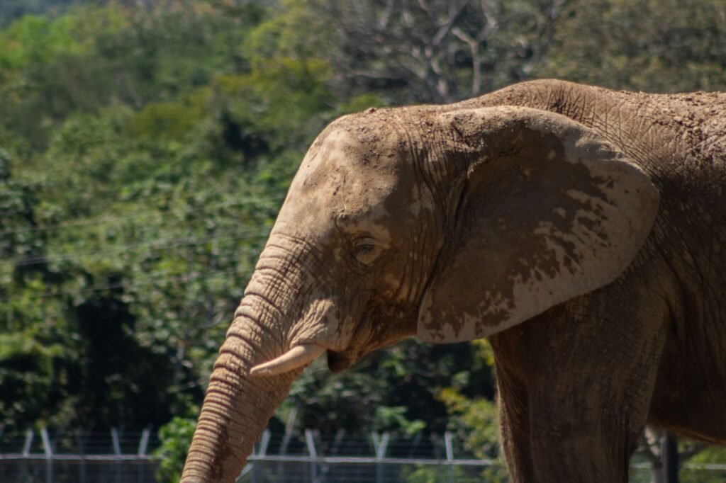 Elefante caminando por una zona seca en Sri Lanka, donde el conflicto humano-fauna es creciente.