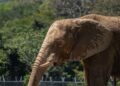 Elefante caminando por una zona seca en Sri Lanka, donde el conflicto humano-fauna es creciente.