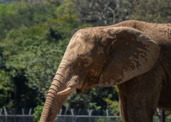 Elefante caminando por una zona seca en Sri Lanka, donde el conflicto humano-fauna es creciente.