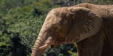 Elefante caminando por una zona seca en Sri Lanka, donde el conflicto humano-fauna es creciente.