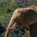 Elefante caminando por una zona seca en Sri Lanka, donde el conflicto humano-fauna es creciente.
