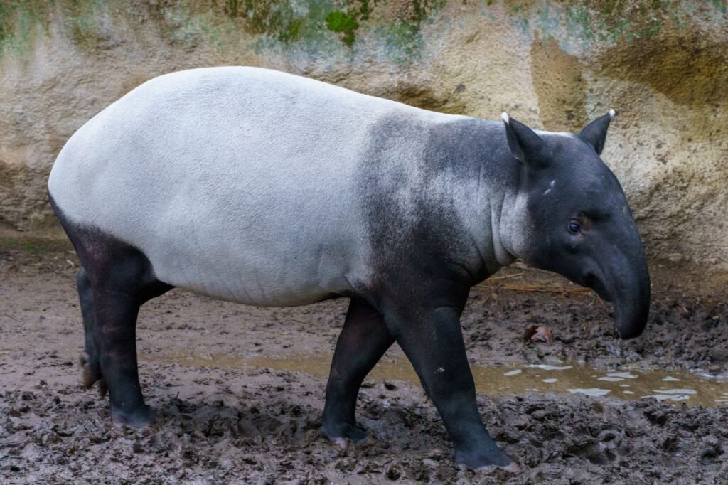 Rinoceronte de Sumatra en su hábitat natural de selva tropical, especie en peligro crítico de extinción.