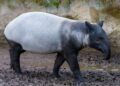 Rinoceronte de Sumatra en su hábitat natural de selva tropical, especie en peligro crítico de extinción.