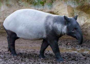 Rinoceronte de Sumatra en su hábitat natural de selva tropical, especie en peligro crítico de extinción.