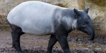 Rinoceronte de Sumatra en su hábitat natural de selva tropical, especie en peligro crítico de extinción.