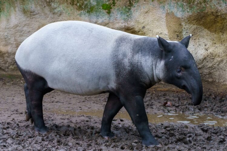 Rinoceronte de Sumatra en su hábitat natural de selva tropical, especie en peligro crítico de extinción.