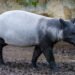 Rinoceronte de Sumatra en su hábitat natural de selva tropical, especie en peligro crítico de extinción.