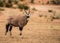 Gacela en el desierto del Sahara, hábitat amenazado por la erupción petrolera en Níger.