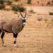 Gacela en el desierto del Sahara, hábitat amenazado por la erupción petrolera en Níger.