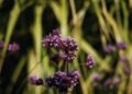 Abejorro polinizando flores silvestres en pradera de montaña, hábitat típico de especies protegidas en España.