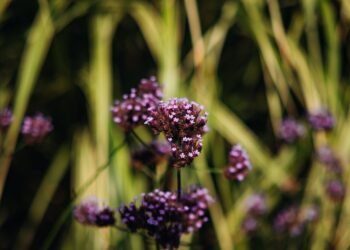 Abejorro polinizando flores silvestres en pradera de montaña, hábitat típico de especies protegidas en España.