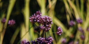 Abejorro polinizando flores silvestres en pradera de montaña, hábitat típico de especies protegidas en España.