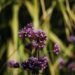 Abejorro polinizando flores silvestres en pradera de montaña, hábitat típico de especies protegidas en España.