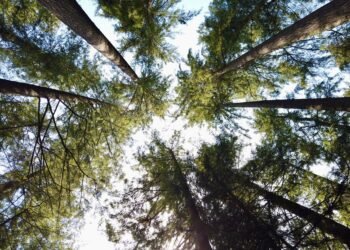 Bosque que representa áreas protegidas en la cumbre de biodiversidad de Yerevan.
