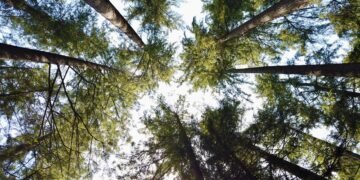 Bosque que representa áreas protegidas en la cumbre de biodiversidad de Yerevan.