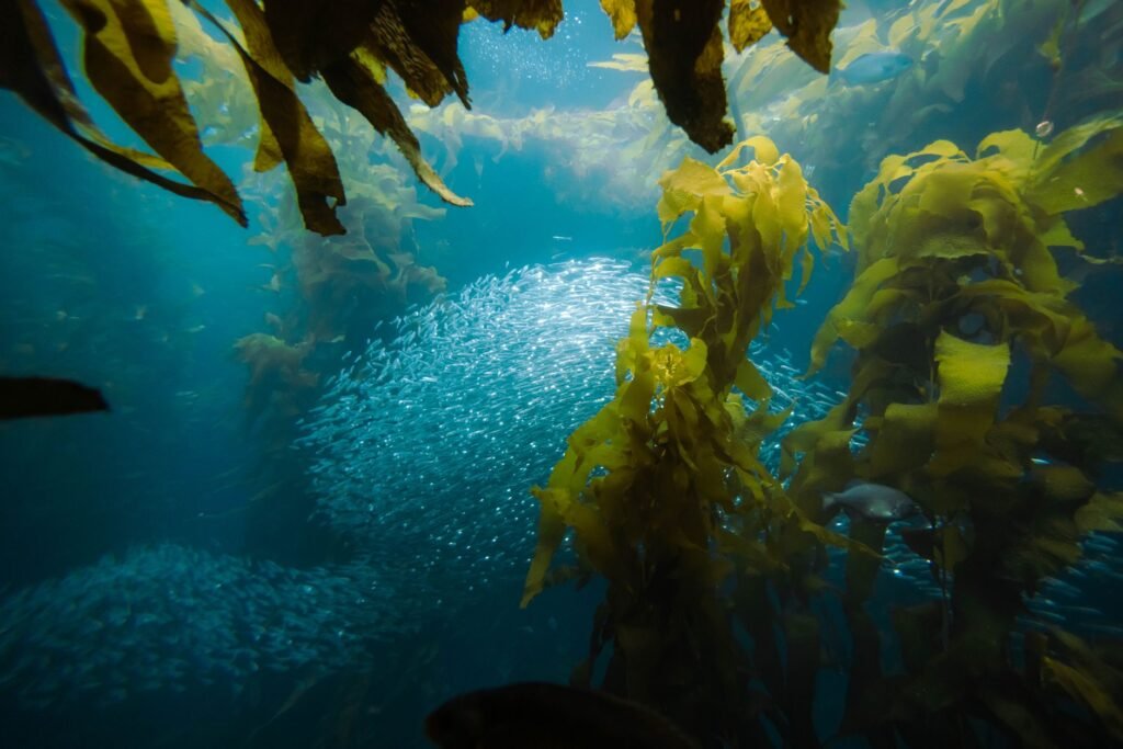 Bosque de algas kelp en las aguas de California, ecosistema marino que la estrella de mar girasol ayuda a restaurar.