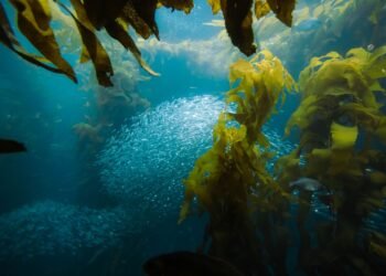 Bosque de algas kelp en las aguas de California, ecosistema marino que la estrella de mar girasol ayuda a restaurar.