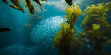 Bosque de algas kelp en las aguas de California, ecosistema marino que la estrella de mar girasol ayuda a restaurar.