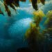Bosque de algas kelp en las aguas de California, ecosistema marino que la estrella de mar girasol ayuda a restaurar.
