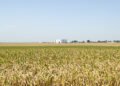 Campo experimental de investigación agropecuaria, símbolo del trabajo científico del INTA en Argentina.