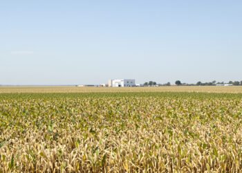 Campo experimental de investigación agropecuaria, símbolo del trabajo científico del INTA en Argentina.