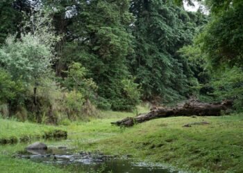 Bosque nativo argentino, uno de los ecosistemas que podrían quedar más expuestos tras el fallo de la Corte sobre la Ley de Ti