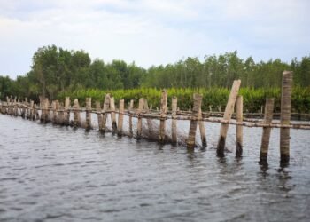 Estructuras de bambú en zona costera para protección natural contra inundaciones en Filipinas.