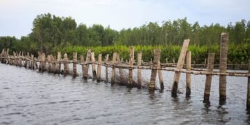 Estructuras de bambú en zona costera para protección natural contra inundaciones en Filipinas.