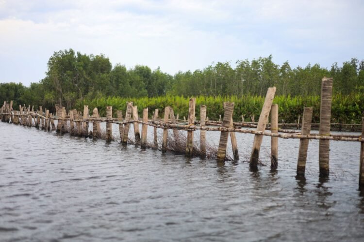 Estructuras de bambú en zona costera para protección natural contra inundaciones en Filipinas.
