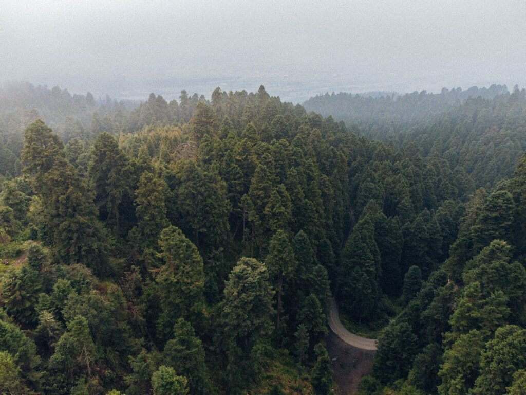 Vista aérea de un área protegida de bosque tropical, símbolo de los ecosistemas que dependen del financiamiento internacional