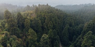 Vista aérea de un área protegida de bosque tropical, símbolo de los ecosistemas que dependen del financiamiento internacional