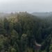 Vista aérea de un área protegida de bosque tropical, símbolo de los ecosistemas que dependen del financiamiento internacional