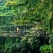 Bosque tropical del Darién en Panamá, donde comunidades indígenas ensayan financiamiento de conservación.